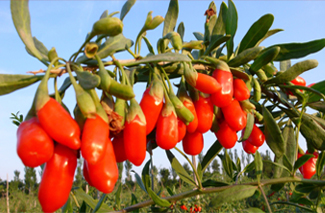 ��(ji��n)��DƬ